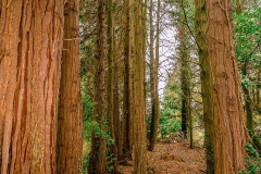 CLONEHOUSE-image28