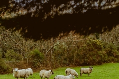 CLONEHOUSE-image34