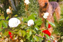 dog-in-garden